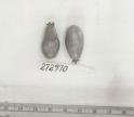 Click for 1 image(s) for this accession. FRUIT